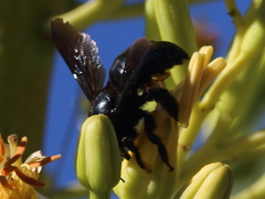 Xylocopa californica