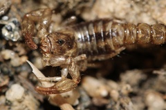 Superstitionia donensis