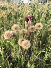 Campuloclinium macrocephalum