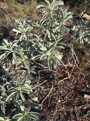 Salvia apiana