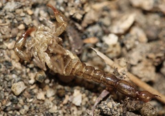 Superstitionia donensis