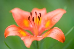 Lilium bulbiferum