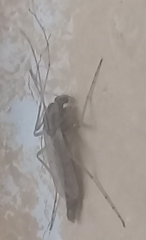 Chironomidae