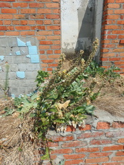 Verbascum ovalifolium