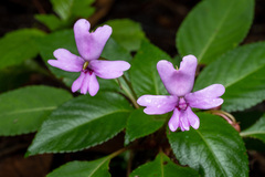 Impatiens kinabaluensis