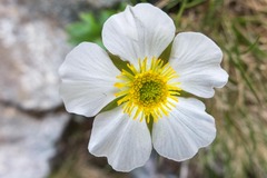 Ranunculus glacialis