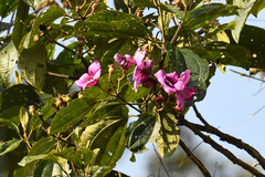 Meriania nobilis