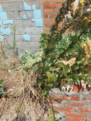 Verbascum ovalifolium