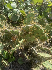 Opuntia stricta