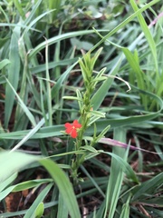 Striga elegans