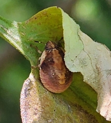 Stethaulax marmorata