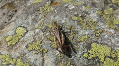 Stenobothrus rubicundulus