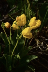 Calceolaria polyrhiza
