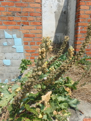Verbascum ovalifolium