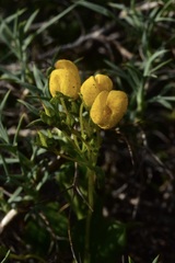 Calceolaria polyrhiza