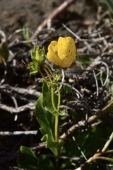 Calceolaria polyrhiza