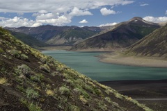 Calceolaria polyrhiza