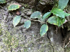 Hydrangea viburnoides