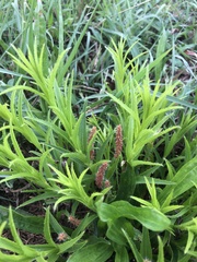 Acalypha caperonioides