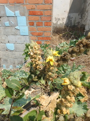 Verbascum ovalifolium