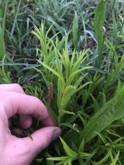 Acalypha caperonioides