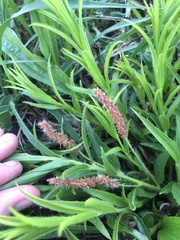 Acalypha caperonioides