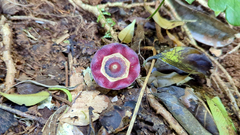 Asarum macranthum