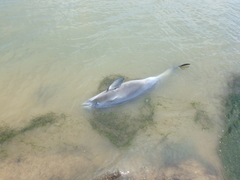 Phocoena phocoena relicta