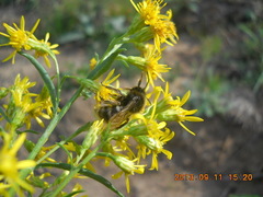 Bombus