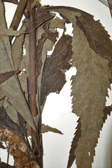 Eutrochium maculatum bruneri