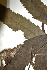 Eutrochium maculatum bruneri