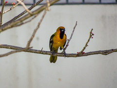 Icterus cucullatus