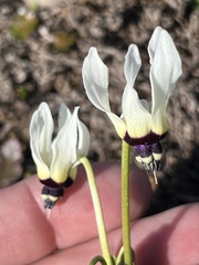 Primula clevelandii