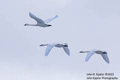 Cygnus columbianus