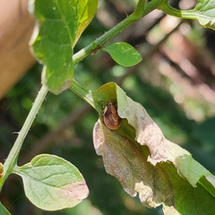 Stethaulax marmorata