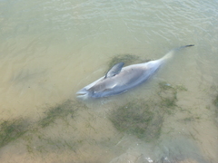Phocoena phocoena relicta