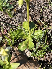 Primula clevelandii