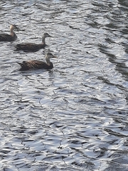 Anas platyrhynchos × fulvigula