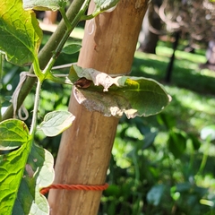 Stethaulax marmorata