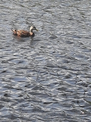 Anas platyrhynchos × fulvigula