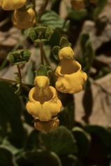 Calceolaria corymbosa