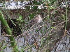 Mimus parvulus