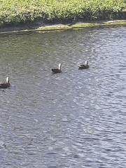 Anas platyrhynchos × fulvigula