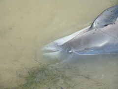 Phocoena phocoena relicta