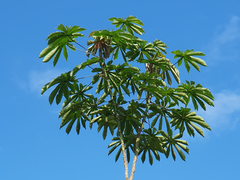 Cecropia obtusifolia