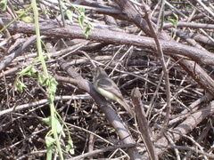Myiarchus magnirostris