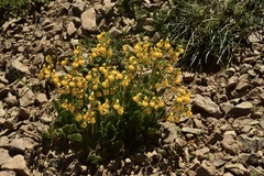 Calceolaria corymbosa