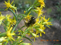 Bombus