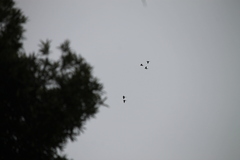 Psittacara erythrogenys