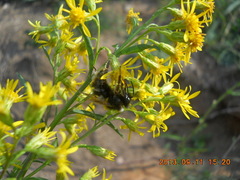 Bombus